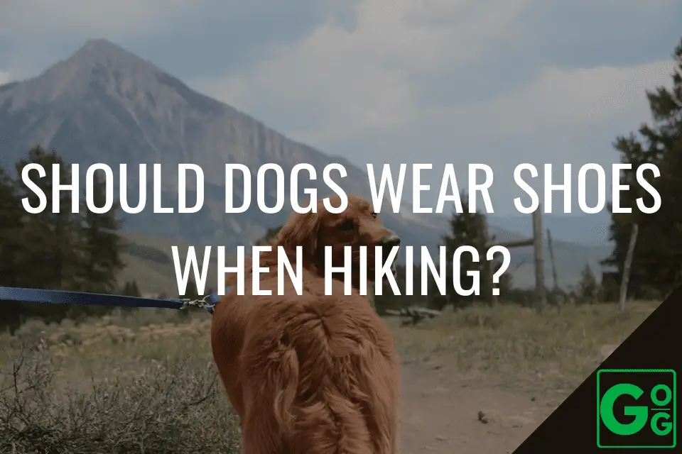 Should Dogs Wear Shoes When Hiking? Great Outdoor Guides